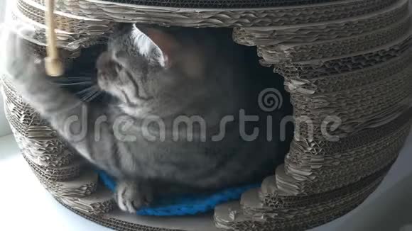 灰猫躺在宠物屋里咬着木棍视频的预览图