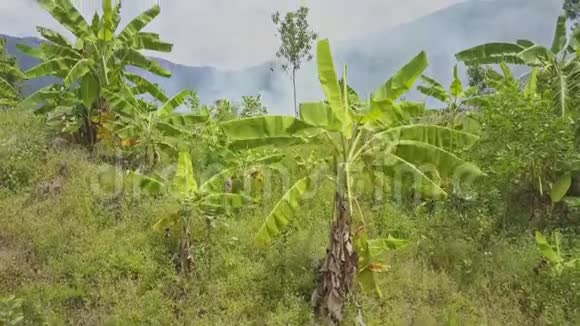 草地和香蕉在前面防止燃烧的土地和烟雾视频的预览图
