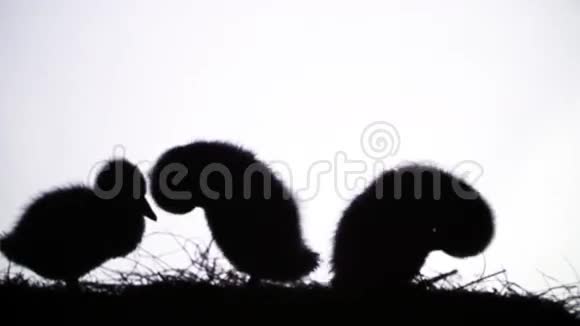 在白色背景的黑色轮廓上三只小鸭子的身影视频的预览图