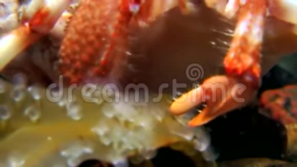 士兵蟹在俄罗斯白海海底吃食物视频的预览图