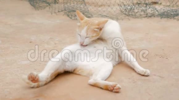 生活在泰国农村的猫视频的预览图