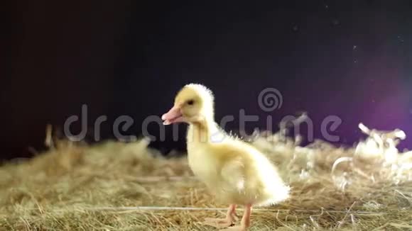 特写镜头一只黄色的小鸭子在阳光下沿着干草和嘎嘎作响视频的预览图
