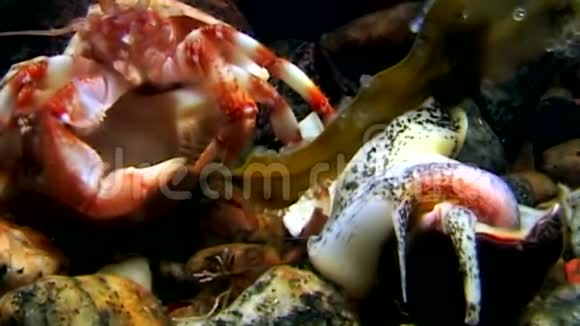 巨蟹座隐士在俄罗斯白海海底吃食物视频的预览图