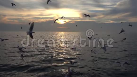 海鸟在海上缓慢飞行视频的预览图