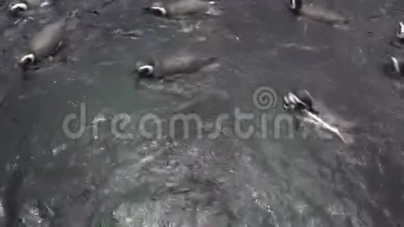 麦哲伦企鹅麦哲伦企鹅生活在靠近海岸的海洋中在那里它跟随着它的迁徙视频的预览图