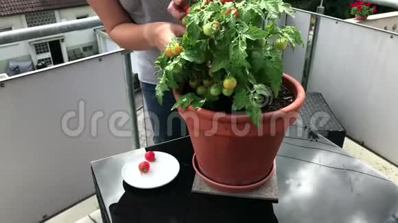 从阳台上的番茄植株上摘水果的女人视频的预览图
