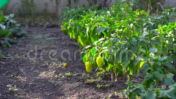 给花园里的植物浇水慢动作视频的预览图