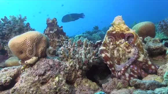 章鱼正在交配雄性在背面雌性在红海前面视频的预览图