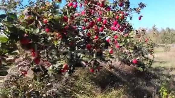 花园里的苹果视频的预览图