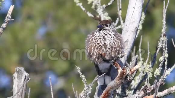 西伯利亚雪松松针间冬天的鸟夹视频的预览图