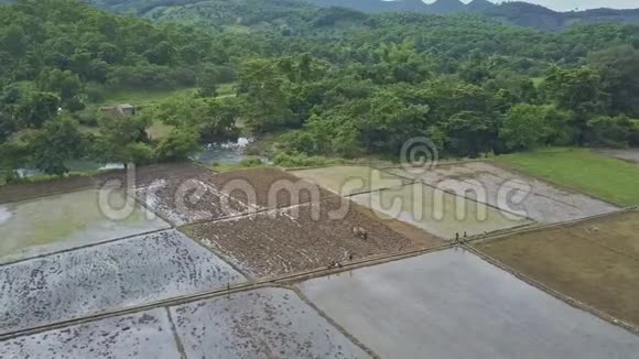 天桥观景人们准备土地种植水稻对抗丛林视频的预览图