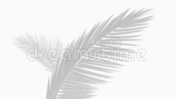 在白色的墙壁背景上特写阴影棕榈叶的运动视频的预览图