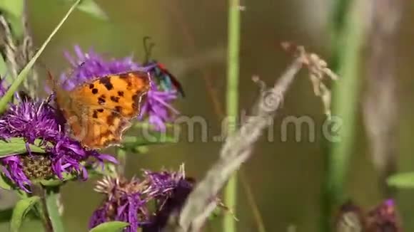 蝴蝶暗绿色贝母Argynnisaglaja视频的预览图