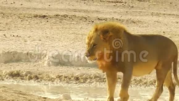 非洲狮子纳米比亚视频的预览图