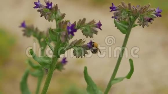 蜜蜂从花丛中采蜜特写视频的预览图
