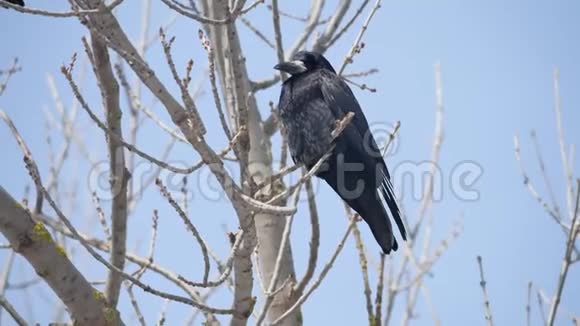 黑鸟栖息在枯枝上蓝天自然背景下树枝上的乌鸦视频的预览图