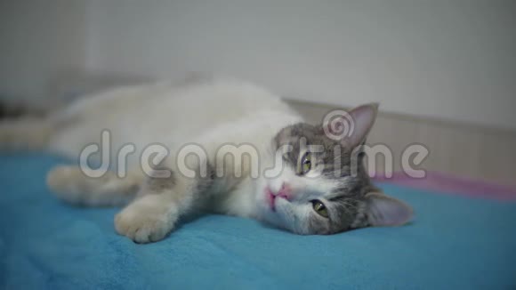 一只灰色的猫在室内宠物的床上特写镜头中睡着了猫醒来喵喵叫视频的预览图