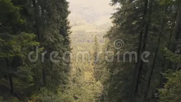 无人驾驶飞机在喀尔巴阡山的野生森林中飞行视频的预览图