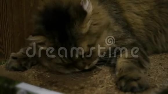 一只毛茸茸的猫非常高兴地在薄荷里的纸板上摩擦喜欢3840x21604K视频的预览图