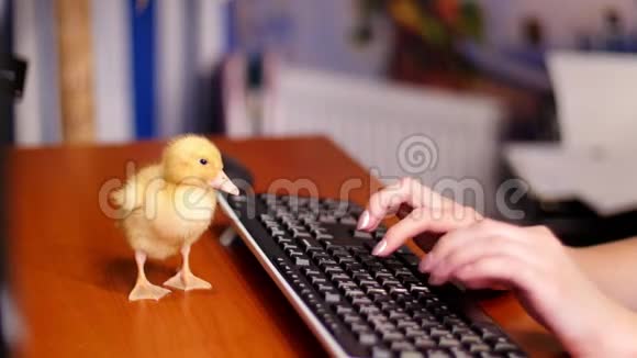 特写女性手在电脑键盘上工作一只黄色的小鸭子走在办公室的桌子上视频的预览图