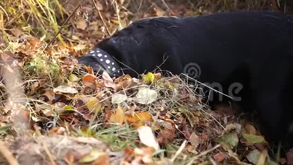 一只心满意足的黑狗在一大堆秋黄的叶子里高清1920x1080慢动作视频的预览图