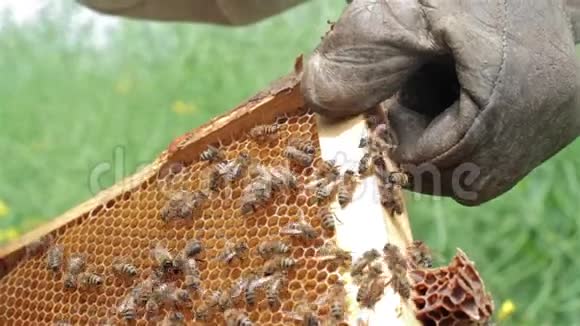 把持蜂巢的养蜂人关起来视频的预览图