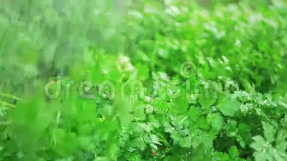 给绿色花园的欧芹浇水视频的预览图