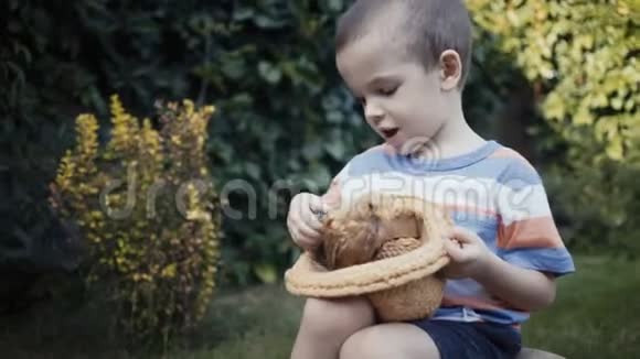 农场男孩抱着一只小小鸡在户外视频的预览图