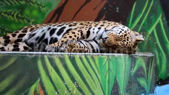 在动物园里躺着睡觉的疲惫的猎豹视频的预览图