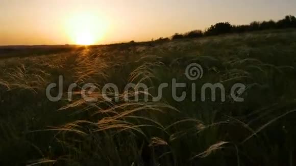 相机在日落时随着金色的草地沿着田野移动动作平稳视频的预览图
