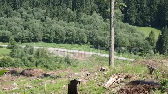 从森林中运输木材视频的预览图