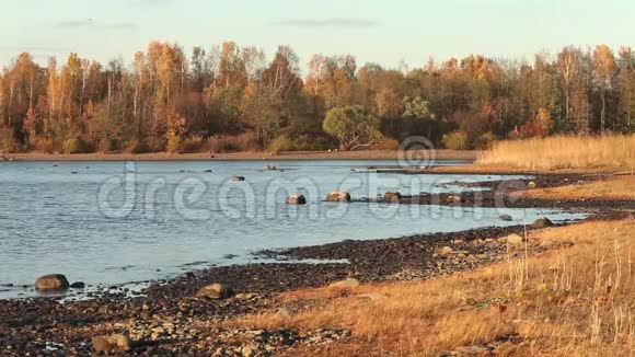 湖岸是一道风景如画的秋景视频的预览图