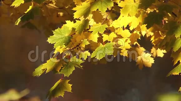 秋天的阳光照亮了黄色的枫叶视频的预览图
