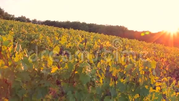 夕阳照亮了有葡萄园的丘陵和田野视频的预览图