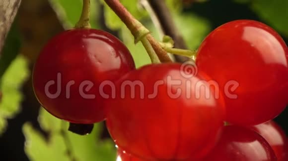 红古兰特挂在花园的灌木丛上枝上的红色醋栗成熟视频的预览图