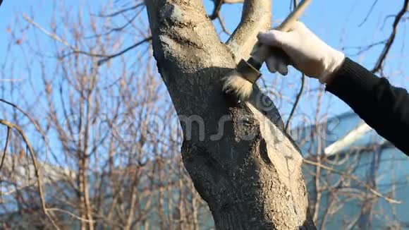 老人在园艺春天在树上画新的伤口视频的预览图