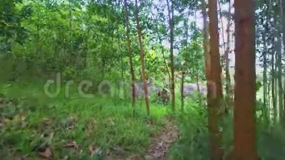 穿过高瘦树木的年轻森林的Flycam鸽子视频的预览图