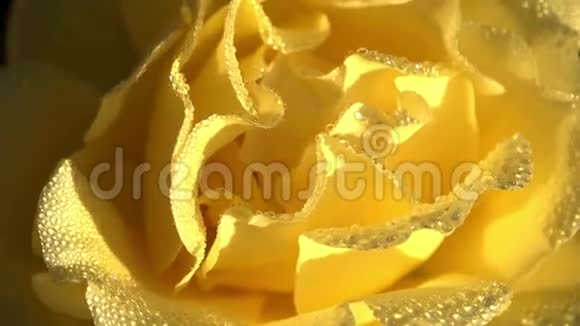 露珠里的黄玫瑰视频的预览图