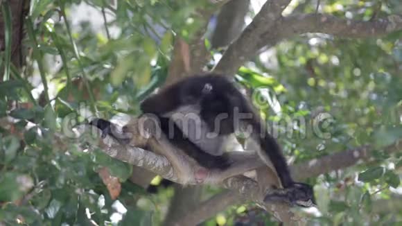 野树上的猴子视频的预览图
