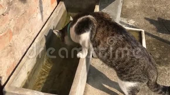 猫从水容器里喝一些水视频的预览图