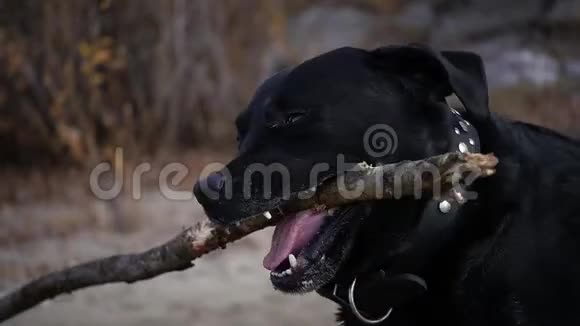 黑狗在树上玩一根大棍子高清1920x1080慢动作视频的预览图