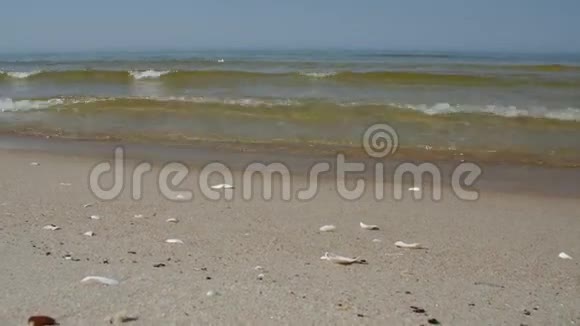 在阳光明媚的夏日海岸有干净的沙滩和贝壳视频的预览图