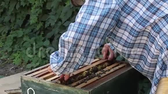 养蜂人视频的预览图