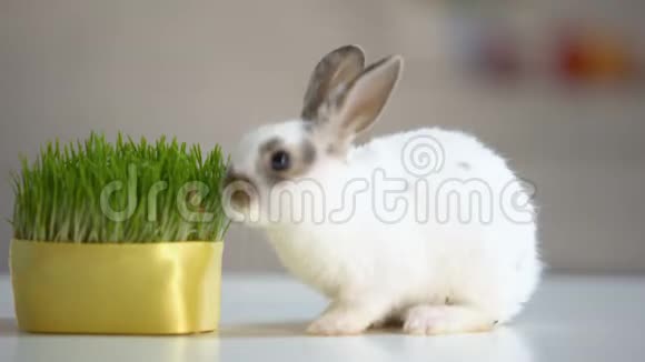 饥饿的宠物兔吃草植物营养补充野生动物自然视频的预览图