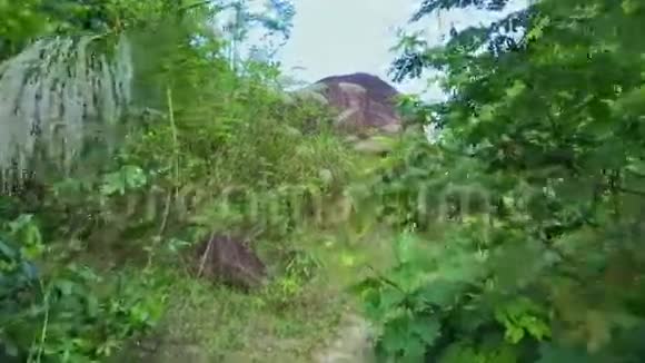 相机沿热带森林窄径移动视频的预览图