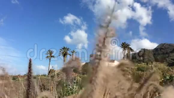 有棕榈树的老房子视频的预览图