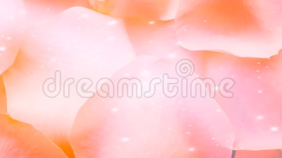 花玫瑰花瓣背景视频的预览图