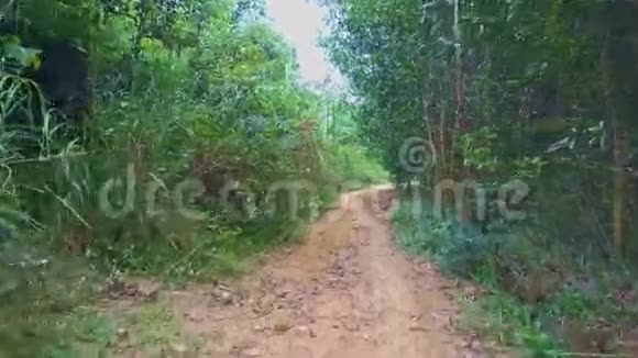 绿色热带森林中沿地面步道的飞行摄像机视频的预览图