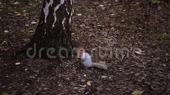 松鼠在桦树附近的地上吃坚果高清1920x1080慢动作视频的预览图