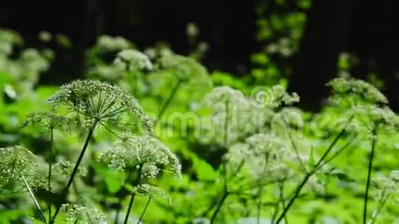 杂草丛生的草地上充满了阳光绿油油的小花在风中摇曳视频的预览图